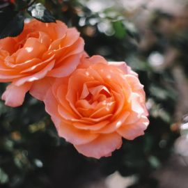 vrtnice-vodnik-sajenja