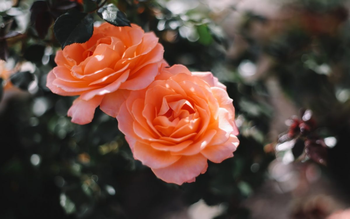 Obrezovanje vrtnic – poseben vodnik
