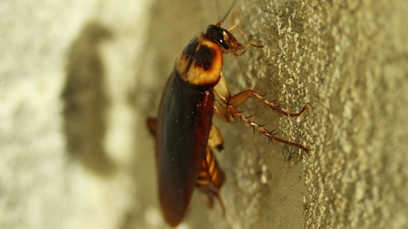 Jel insektisit kullanarak hamam böceklerinden nasıl kurtulunur