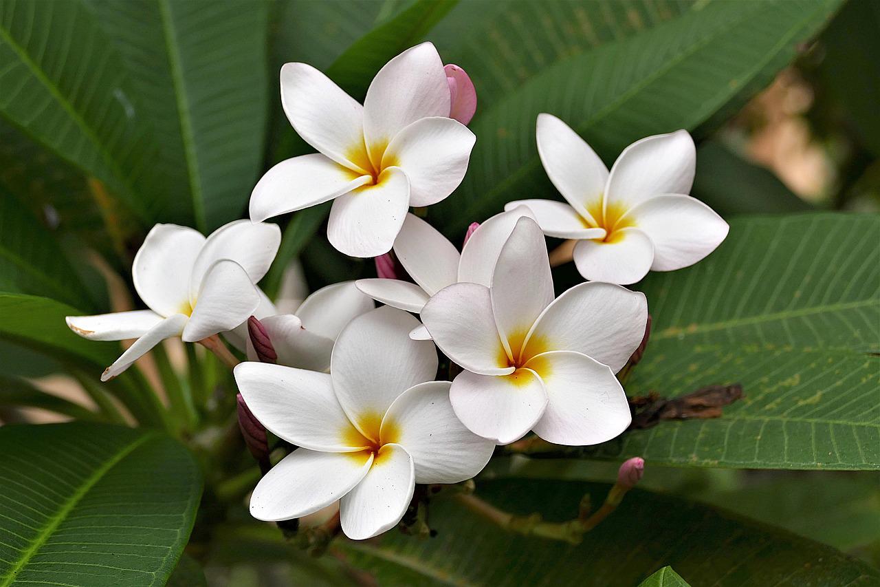 Frangipani çiçeği
