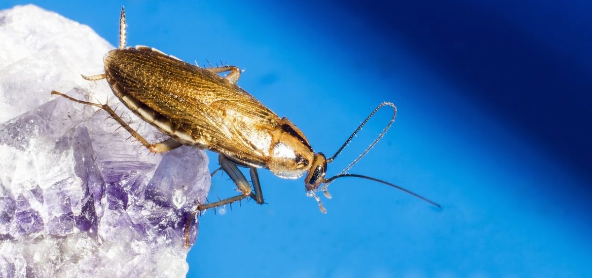 Jel insektisit kullanarak hamam böceklerinden nasıl kurtulunur