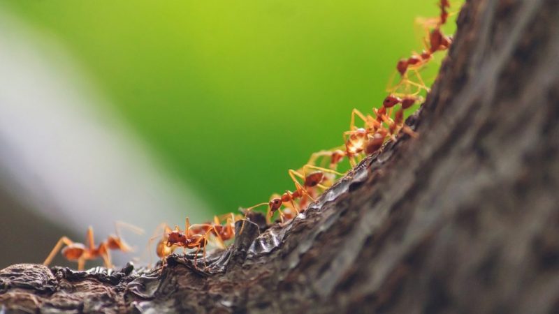 Karıncalardan nasıl kurtulunur