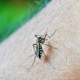 sivrisinekler-kurtulmak