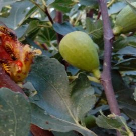 Böceklerin saldırısına uğrayan incir meyveleri ARM TR Community