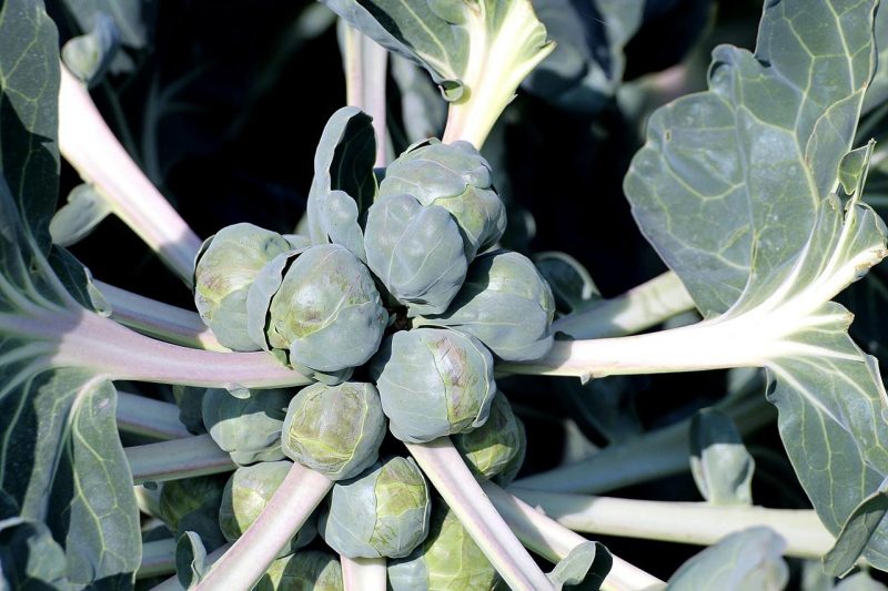Brüksel lahana tedavisi, zararlılara ve hastalıklara karşı uygulamalar