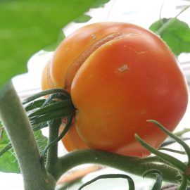 Çatlamış domatesler ARM TR Community