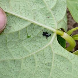 Fasulye – yaprak bitleri ve yapraklardaki karıncalar ARM TR Community