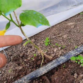 Odunsu gövdeli salatalıklar ARM TR Community