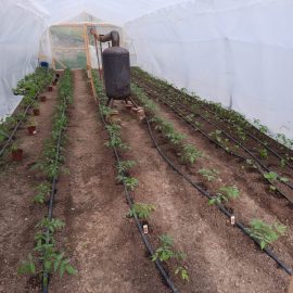 Odunsu gövdeli salatalıklar ARM TR Community