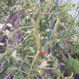 Solmuş yapraklı domatesler ARM TR Community