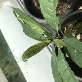 Avokado zararlıları yaprak bitleri ARM TR Community