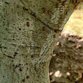 Ceviz ağacı, gövde ve dallarda uğur böcekleri ARM TR Community