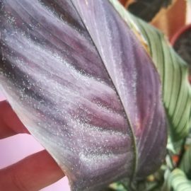 Dua çiçeği Majestica Whitestar – akarlara karşı tedaviler ARM TR Community