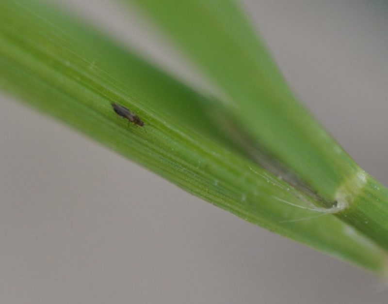 Buğday tripsi (Haplothrips tritici) - haşere yönetimi