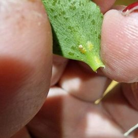 Kabuklu böcekler tarafından saldırıya uğramış bir bitki için tedavi ARM TR Community