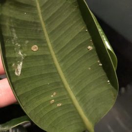 Kauçuk bitkimdeki beyaz lekeler nedir? ARM TR Community