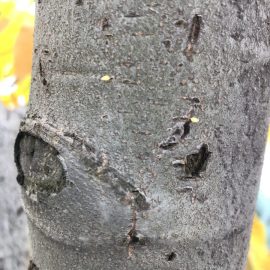 Kestane ağacı – kabuktaki zararlılar ARM TR Community