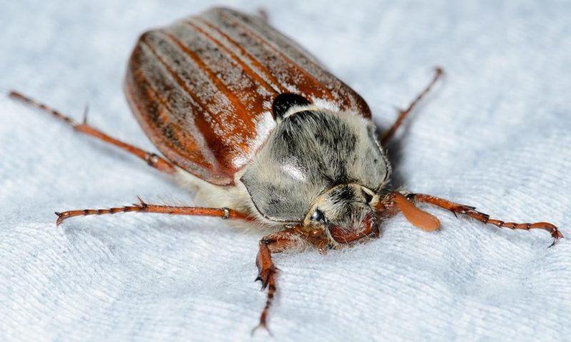 Mayıs böceği - haşere yönetimi