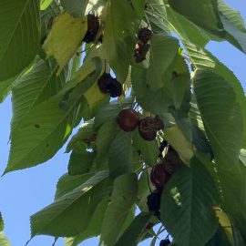 Meyve çürüklüğünden etkilenen kiraz ağacı ARM TR Community
