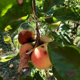 Neden çoğu elmalar düşer ya da ağaçta bozulur? ARM TR Community