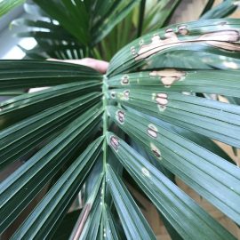 Palmiye ağacına kabuklu böcekler saldırdı ARM TR Community