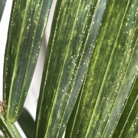 Palmiye ağacına kabuklu böcekler saldırdı ARM TR Community