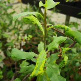 Saksı bitkisinde Eriophyidae akarına karşı tedavi ARM TR Community