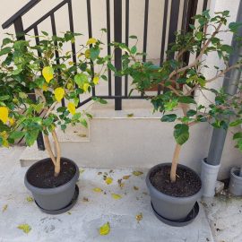 Yaprak bitleri ve sarı yapraklar – Ağaçhatmi ARM TR Community