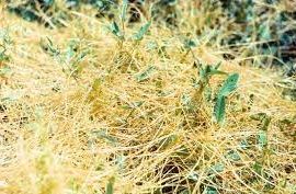 Alfalfa – Küsküt otuna karşı herbisit ARM TR Community