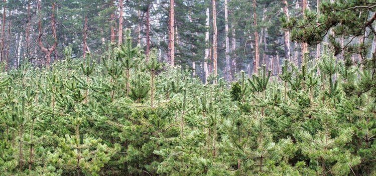 Orman kesimleri, bakım işlemleri ve silvikültürel sistemler