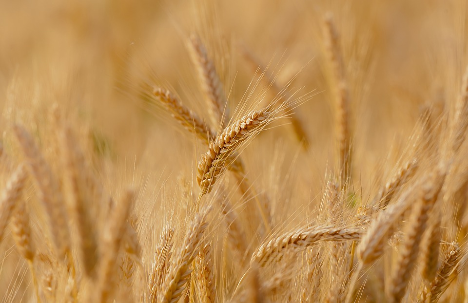 Buğday tedavileri, haşere ve hastalık kontrolü
