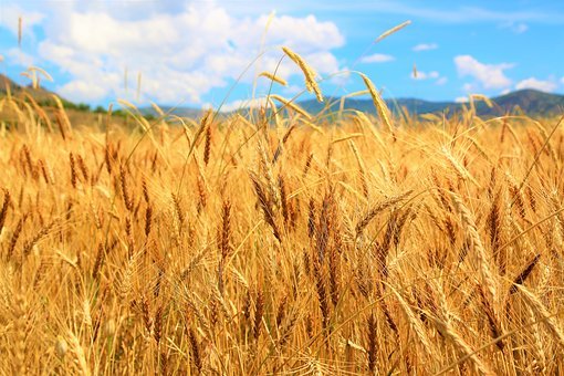 Buğday tedavileri, haşere ve hastalık kontrolü