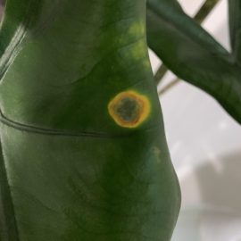 Alocasia zebrina – yapraklarda sarı lekeler ARM TR Community