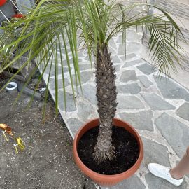 Anka palmiyesi, kuru kökler ARM TR Community