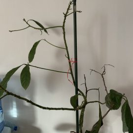Avokado, bir süre sulanmadıktan sonra kuru yapraklar ARM TR Community