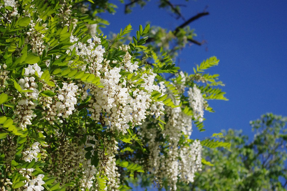 Beyaz çiçekli yalancı akasya, dikim rehberi ve bakımı