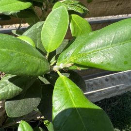 Bonsai, beyaz lekeler ve büyük yaprak kaybı – unlu böcekler ARM TR Community