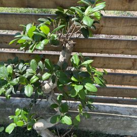 Bonsai, beyaz lekeler ve büyük yaprak kaybı – unlu böcekler ARM TR Community