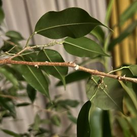Ficus, aşırı yaprak dökümü ve beyaz lekeler – unlu bitler ARM TR Community