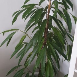 Ficus, bir süredir yaprakları dökülüyor ARM TR Community