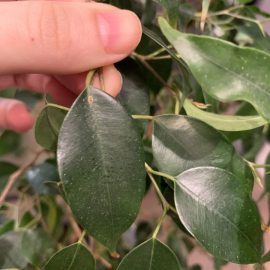 Ficus, dökülen yapışkan yapraklar ARM TR Community