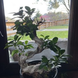 Ficus Ginseng, yaprak dökümü ve kahverengi lekeler ARM TR Community