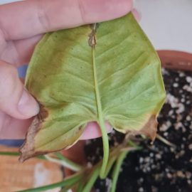 İç mekan süs bitkileri, Melek kanadı – yapraklarda kahverengi lekeler ARM TR Community
