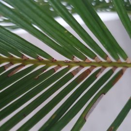Japon sago palmiyesi – unlu bitlere karşı tedavi ARM TR Community
