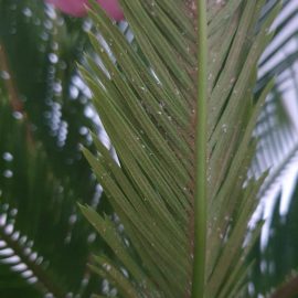 Japon sago palmiyesi – unlu bitlere karşı tedavi ARM TR Community