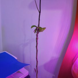 Narenciye, mandalina ağacı – yaprak dökümü ARM TR Community