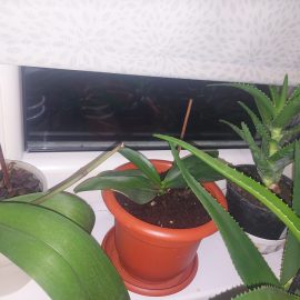 Orkideler, bitkilerimin yanında küçük sinekler ARM TR Community