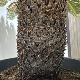 Palmiye ağacı, yeni nakledilmiş, kuruyor ARM TR Community