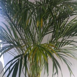 Palmiye ağaçları, Areka – Sararan yapraklar, kahverengi uçlar ARM TR Community
