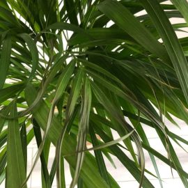 Palmiye ağaçları, kuruyan yapraklar, kahverengi lekeler ARM TR Community